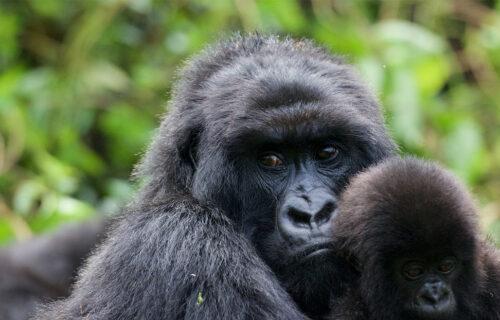 Gorillas in Bwindi Forest National Park