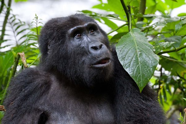 Gorilla Trekking in Bwindi National Park