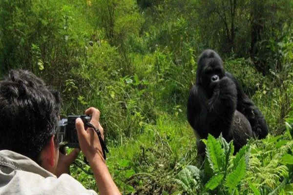 Gorilla Trekking safaris